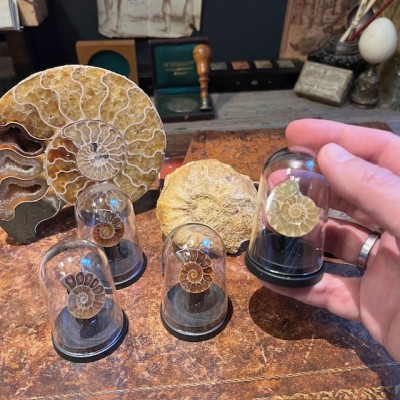 Mini sawed ammonite under a mini globe - Cleoniceras fern - Fossil