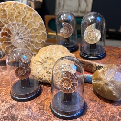 Mini sawed ammonite under a mini globe - Cleoniceras fern - Fossil