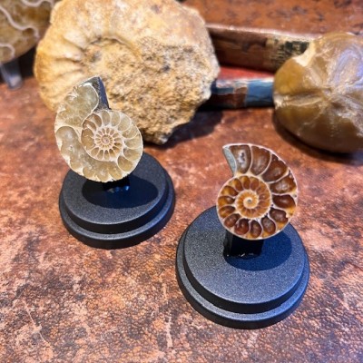 Mini Ammonite sciée - Madagascar -Ammonite fougère Cleoniceras-Fossile