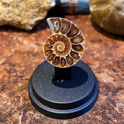 Mini sawed ammonite under a mini globe - Cleoniceras fern - Fossil