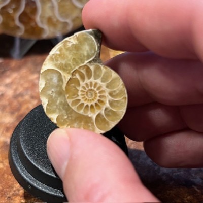 Mini Ammonite sciée - Madagascar -Ammonite fougère Cleoniceras-Fossile