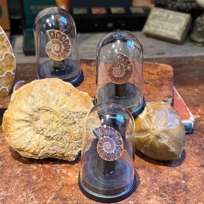 Mini sawed ammonite under a mini globe - Cleoniceras fern - Fossil