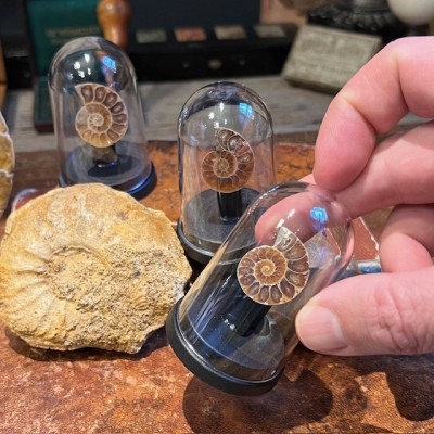 Mini sawed ammonite under a mini globe - Cleoniceras fern - Fossil