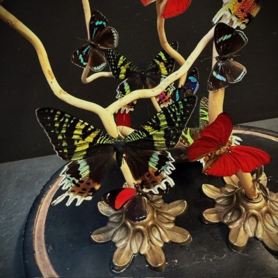 Envolée de papillons sous cloche ancienne d'époque Napoléon III