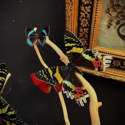 Butterflies flying under an antique Napoleon III victorian glass dome