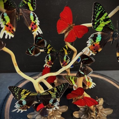 Butterflies flying under an antique Napoleon III victorian glass dome