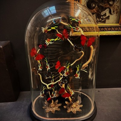 Butterflies flying under an antique Napoleon III victorian glass dome