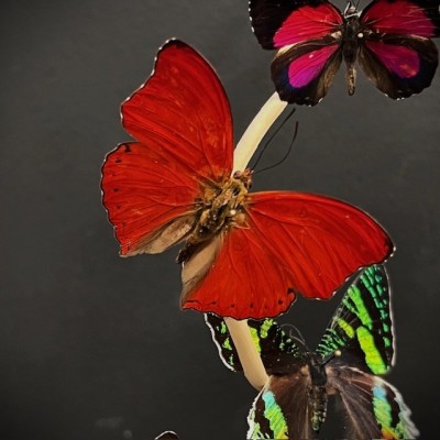 Butterflies flying under an antique Napoleon III victorian glass dome