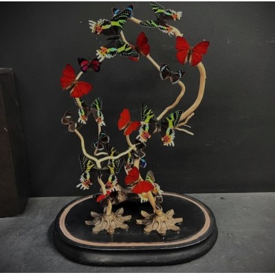 Butterflies flying under an antique Napoleon III victorian glass dome