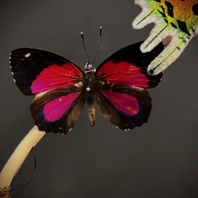 Butterflies flying under an antique Napoleon III victorian glass dome