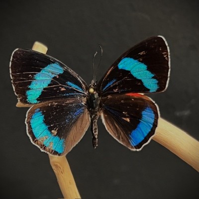 Butterflies flying under an antique Napoleon III victorian glass dome