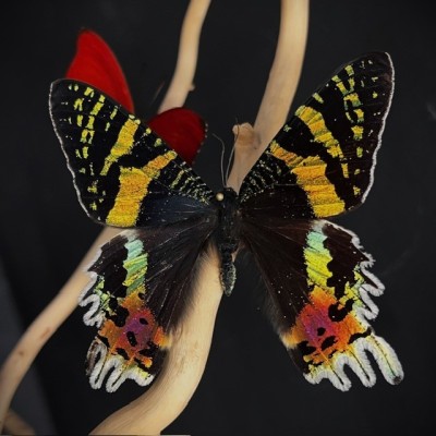 Envolée de papillons sous cloche ancienne d'époque Napoléon III