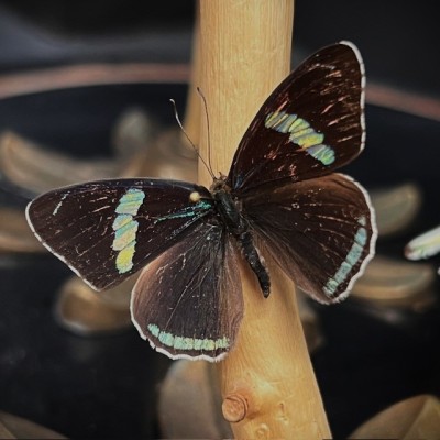 Butterflies flying under an antique Napoleon III victorian glass dome