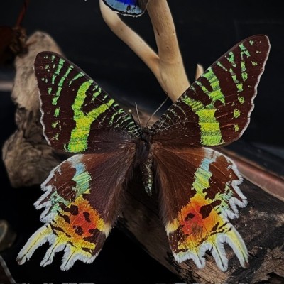 Butterflies flying under an antique Napoleon III victorian glass dome