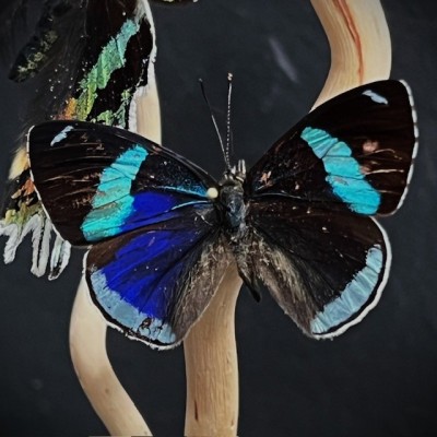 Envolée de papillons sous cloche ancienne d'époque Napoléon III