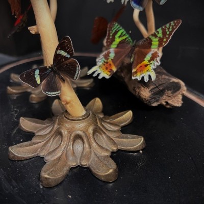 Envolée de papillons sous cloche ancienne d'époque Napoléon III