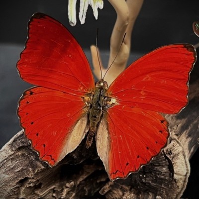 Butterflies flying under an antique Napoleon III victorian glass dome