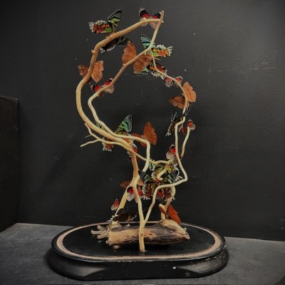 Envolée de papillons sous cloche ancienne d'époque Napoléon III