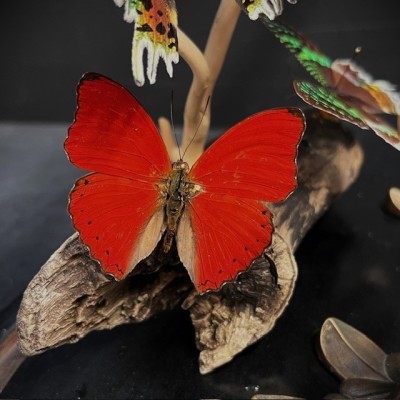 Butterflies flying under an antique Napoleon III victorian glass dome