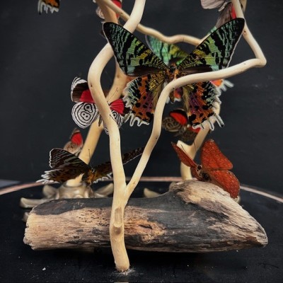 Butterflies flying under an antique Napoleon III victorian glass dome