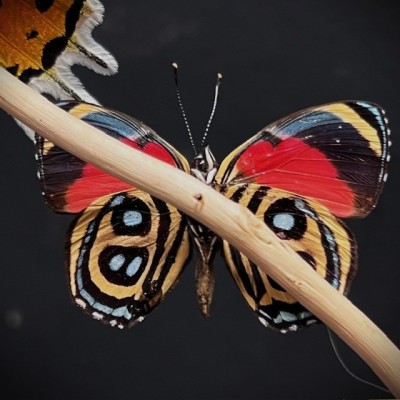 Butterflies flying under an antique Napoleon III victorian glass dome