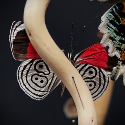 Butterflies flying under an antique Napoleon III victorian glass dome