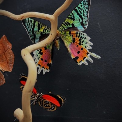Butterflies flying under an antique Napoleon III victorian glass dome