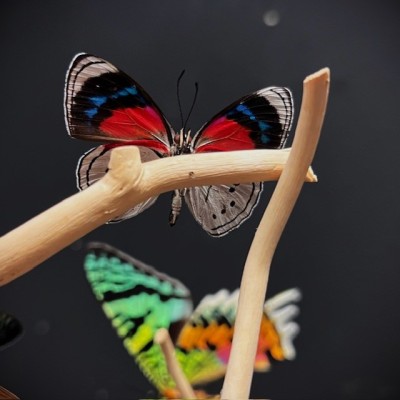 Butterflies flying under an antique Napoleon III victorian glass dome