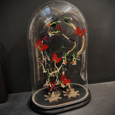 Butterflies flying under an antique Napoleon III victorian glass dome