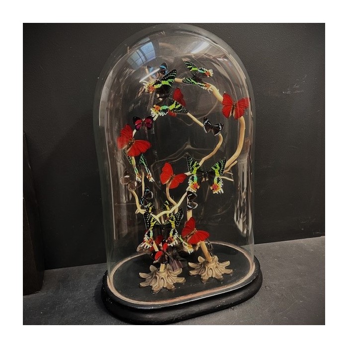 Envolée de papillons sous cloche ancienne d'époque Napoléon III