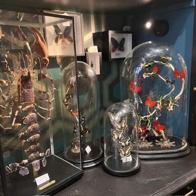 Butterflies flying under an antique Napoleon III victorian glass dome