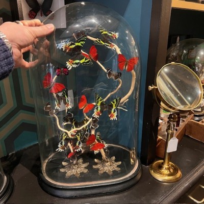 Butterflies flying under an antique Napoleon III victorian glass dome