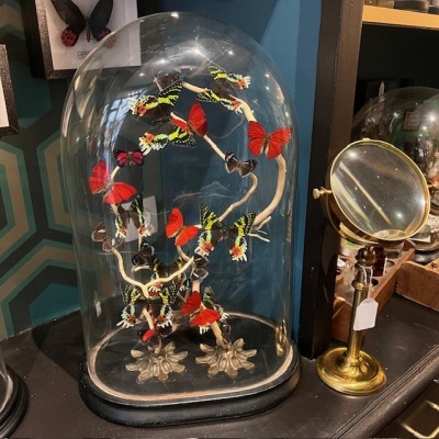 Butterflies flying under an antique Napoleon III victorian glass dome