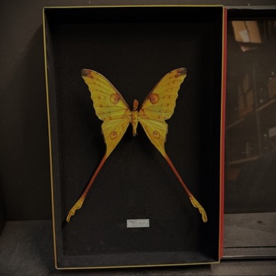 Entomological box - Argema mittrei - Comet moth - Madagascan moon moth