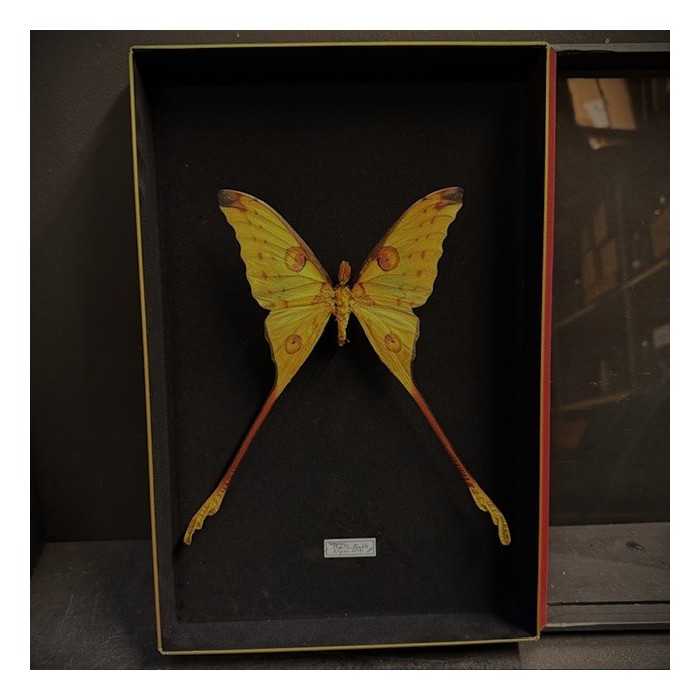 Entomological box - Argema mittrei - Comet moth - Madagascan moon moth