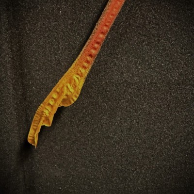 Papillon Comète - Argema mittrei - Boîte entomologique