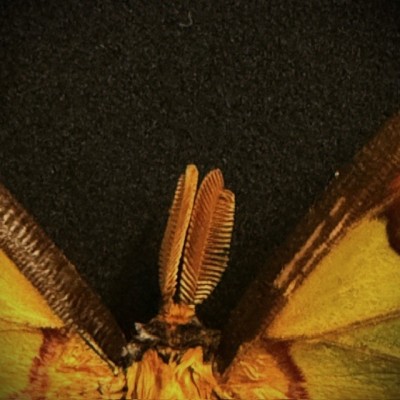 Entomological box - Argema mittrei - Comet moth - Madagascan moon moth