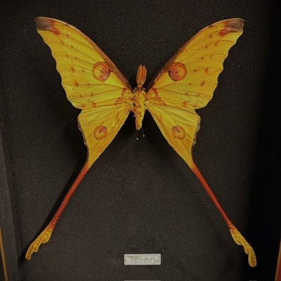Entomological box - Argema mittrei - Comet moth - Madagascan moon moth