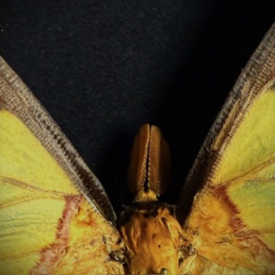 Papillon Comète - Argema mittrei - Boîte entomologique