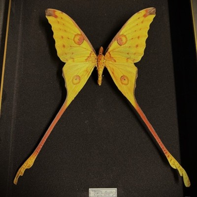 Papillon Comète - Argema mittrei - Boîte entomologique