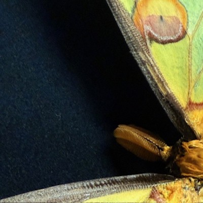 Entomological box - Argema mittrei - Comet moth - Madagascan moon moth