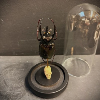 Chalcosoma atlas Scarab - Scarab under a glass dome