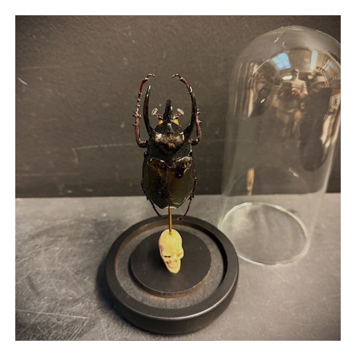 Chalcosoma Atlas - Scarabée sous globe - 2008 - Philippines