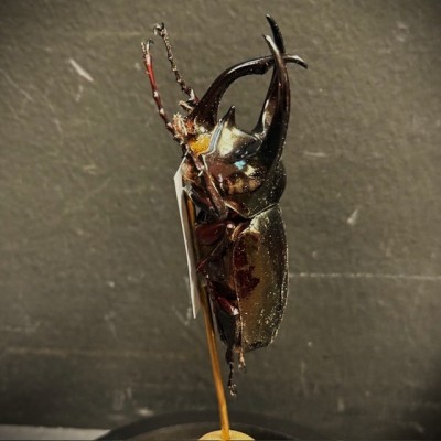 Chalcosoma atlas Scarab - Scarab under a glass dome