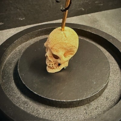 Chalcosoma Atlas - Scarabée sous globe - 2008 - Philippines