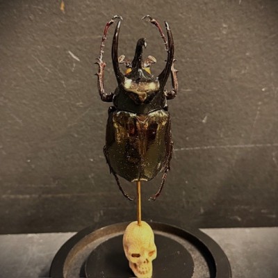 Chalcosoma atlas Scarab - Scarab under a glass dome