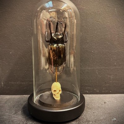 Chalcosoma atlas Scarab - Scarab under a glass dome