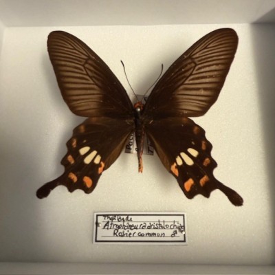 Papillon Rosier Commun - Pachliopta aristolochiae -Boite entomologique