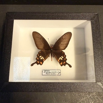 Papillon Rosier Commun - Pachliopta aristolochiae -Boite entomologique