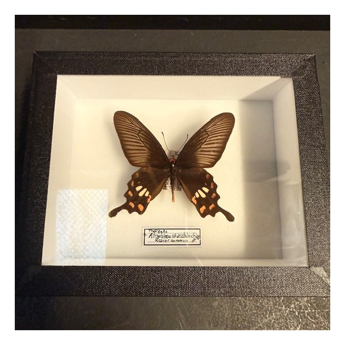 Common Rose butterfly - Pachliopta aristolochiae - Entomological box